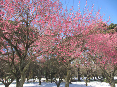 大宮公園の梅